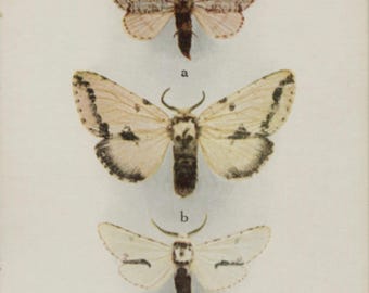 Vintage postcard: Exotic Moths, cream and brown, publisher British Museum (Natural History), printer Waterlow & Sons, c 1920s, 90 x 140 mm