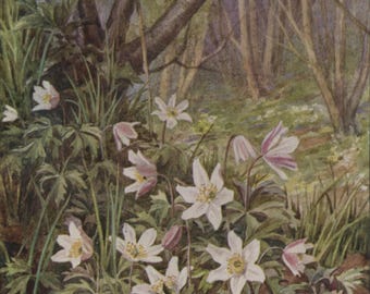 Postal antigua: Anémona de bosque, artista Margaret Tarrant, editorial Medici, serie Flores silvestres, c. 1930, 106 x 150 mm