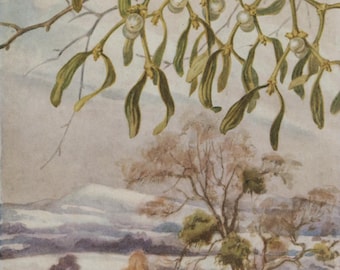 Vintage mistletoe postcard: artist Margaret Tarrant, Medici Wild Flower series, c 1940s, 105 x 150 mm