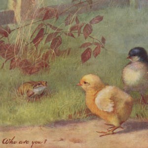 Carte postale ancienne, poussins, grenouille, qui êtes-vous ?, série Raphael Tuck poussins et canetons, artiste Alice Lizzie West des années 1900 140 x 90 mm