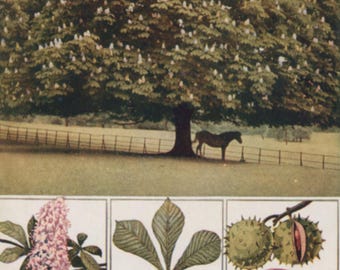 Vintage postcard: horse chestnut tree with flowers, leaves and conkers, publisher R S Series, 90 x 141 mm