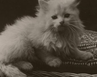 Antique cat postcard: Little Snow White, long-haired kitten, Rotary Photographic Series, postmark 1909, 138 x 89 mm