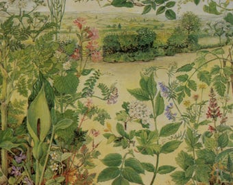 Postal antigua: Plantas de seto, artista Barbara Nicholson, editorial British Museum (Historia Natural), c. 1970-1980, 150 x 105 mm