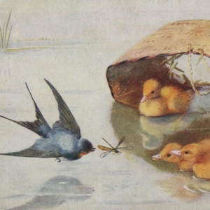 Carte postale ancienne, hirondelle, canetons, Blue Wins, série Raphael Tuck Chicks and Ducklings, artiste Alice Lizzie West, années 1900, 140 x 90 mm