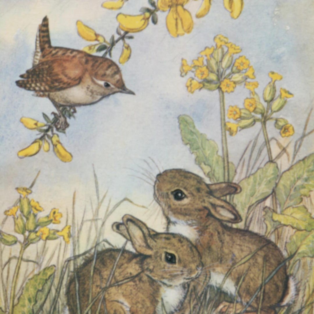 Vintage Postcard: Wren and Baby Rabbits, Conversation Piece, Artist ...