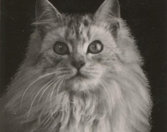 Antique cat postcard: Silver Jessamine, famous Chinchilla, Rotary Photographic Plate Sunk Gem Series, postmark 1907, 84 x 138 mm