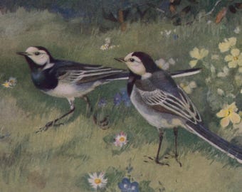 Postal antigua de aves: Lavanderas blancas, artista Winifred Austen, serie de aves Medici, c. 1940, 150 x 105 mm