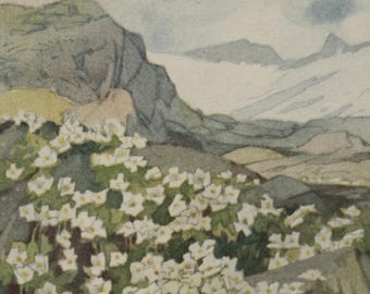 Vintage flower postcard: Arenaria ciliata, Fringed Sandwort, Swiss advertising card, Kohler fine chocolates c 1920s, 88 x 139mm