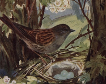 Postal antigua de aves: gorrión común o acentor común, artista Eileen A Soper, Serie de aves Medici, c. 1940, 105 x 150 mm