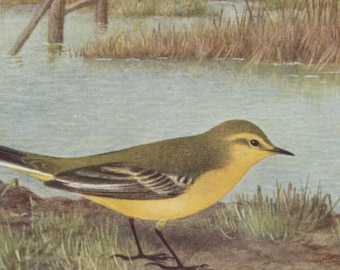 Vintage bird postcard: Yellow Wagtail by the water, publisher British Museum (Natural History), late 1920s, 90 x 142 mm
