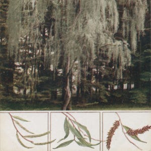 May include: An illustration of a weeping willow tree with long, cascading branches. Below, three detailed drawings of willow leaves and catkins are displayed in separate frames. The background shows a forest with tall trees.
