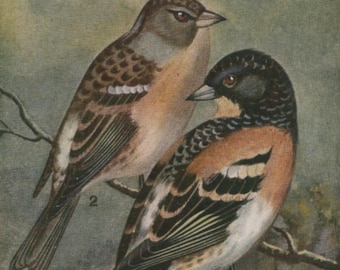 Vintage bird postcard: Brambling pair, artist Hubert Dupond, publisher Musée Royal D’Histoire Naturelle de Belgique, 90 x 140mm