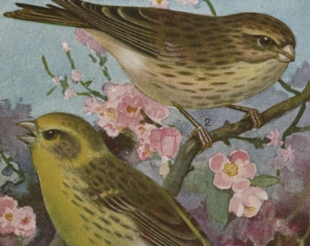 Vintage bird postcard: Serin pair, artist Hubert Dupond, publisher Musée Royal D’Histoire Naturelle de Belgique, 90 x 140mm