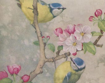 Vintage postcard: Blue Tits and apple blossom, artist Noël Hopking, Medici Bird Series, c 1950s-60s, 105 x 150 mm