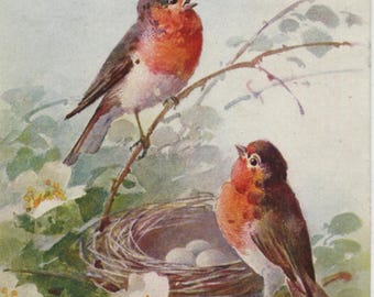 Postal antigua de aves: pareja de petirrojos, nido de huevos, rosa silvestre, artista Catharina Klein, editorial Stehli, matasellos de 1921, 90 x 140 mm