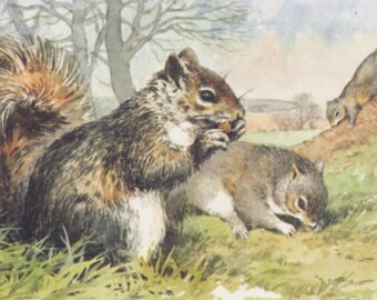 Vintage postcard: grey squirrels, artist George Busby, publisher Geoff White, 1993, 140 x 88 mm
