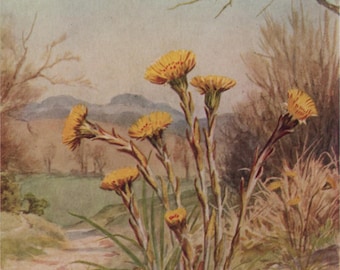 Vintage postcard: Coltsfoot, artist Margaret Tarrant, publisher Medici, Wild Flower series, c 1940s, 105 x 150 mm