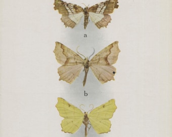 Postal antigua: Polillas exóticas, amarilla y marrón, editorial Museo Británico (Historia Natural), impresor Waterlow & Sons, c. 1920, 90 x 140 mm