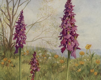Postal antigua: Orquídea púrpura temprana, Marius Forestier, Orchis mascula, Serie de flores silvestres de Medici, postal sin usar, c. 1930, 106 x 150 mm