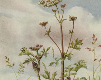 Vintage postcard: Cow Parsnip (Common Hogweed), artist Margaret Tarrant, Medici Wild Flower series, c 1940s, 105 x 150 mm