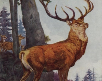 Postal antigua: Ciervo rojo, artista Winifred Austen, editorial Medici, c. 1940, 105 x 150 mm