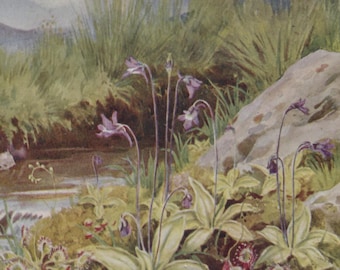 Postal antigua: Pinguicula y drosera, artista Margaret Tarrant, serie Flores silvestres de Medici, postal sin usar, c. 1940, 150 x 105 mm