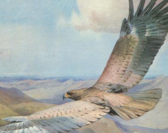 Postal antigua de aves: Águila leonada africana, artista J. C. Harrison, Medici, c. 1980, 150 x 105 mm