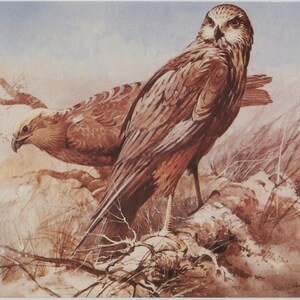 carte postale vintage d'oiseaux, paire de busard des marais, George Busby, oiseaux de proie, mâle et femelle, carte inutilisée en édition limitée 1989, 150 x 99 mm