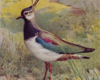 Vintage bird postcard: Lapwing, artist Winifred Austen, Valentine's Bird Series, c 1950s, 89 x 140 mm