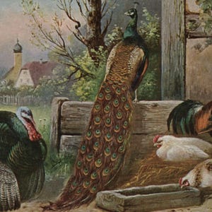 Carte postale ancienne avec oiseaux, dinde, paon, coq et poules, signée Alfred Schönian, M Ettlinger, cachet de la poste 1905