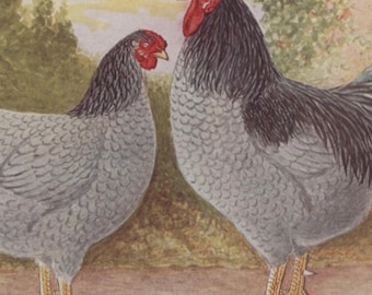 Antique postcard: Blue Wyandotte cockerel and hen, artist A F Lydon, publisher 'The Feathered World', c 1900s, 140 x 89 mm