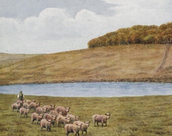 Vintage postcard: Chanctonbury Ring and Dew Pond, South Downs, artist A R Quinton, publisher Salmon, 139 x 89 mm