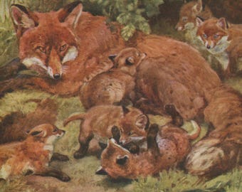 Postal antigua: Zorra roja y sus cachorros, artista Winifred Austen, editorial Medici, c. 1930, 150 x 105 mm