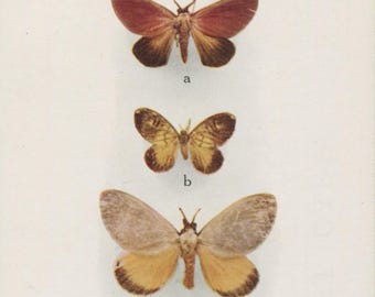 Postal antigua: Polillas exóticas, especies de Dalcera, editor British Museum (Historia Natural), impresor Waterlow & Sons, c. 1920, 90 x 140 mm