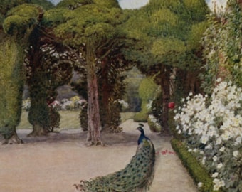 Postal antigua: Pavo real en el jardín de Ayscough Fee Hall, Spalding, artista Beatrice Parsons, editorial Salmon, c. 1960, 139 x 89 mm