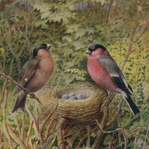 carte postale vintage, couple de bouvreuils avec nid, George Rankin, carte d'oiseau signée par l'artiste, série saumon, années 30, 89 x 139 mm