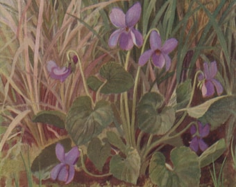 Postal antigua: violeta canina, artista Marius Forestier, editorial Medici, serie Flores Silvestres, c. 1940, 106 x 151 mm
