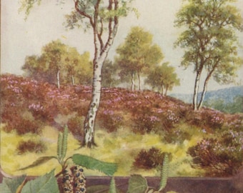 Vintage tree postcard: Silver Birch, Betula pendula, artist C T Howard, publisher J Salmon, c 1950s, 90 x 140 mm
