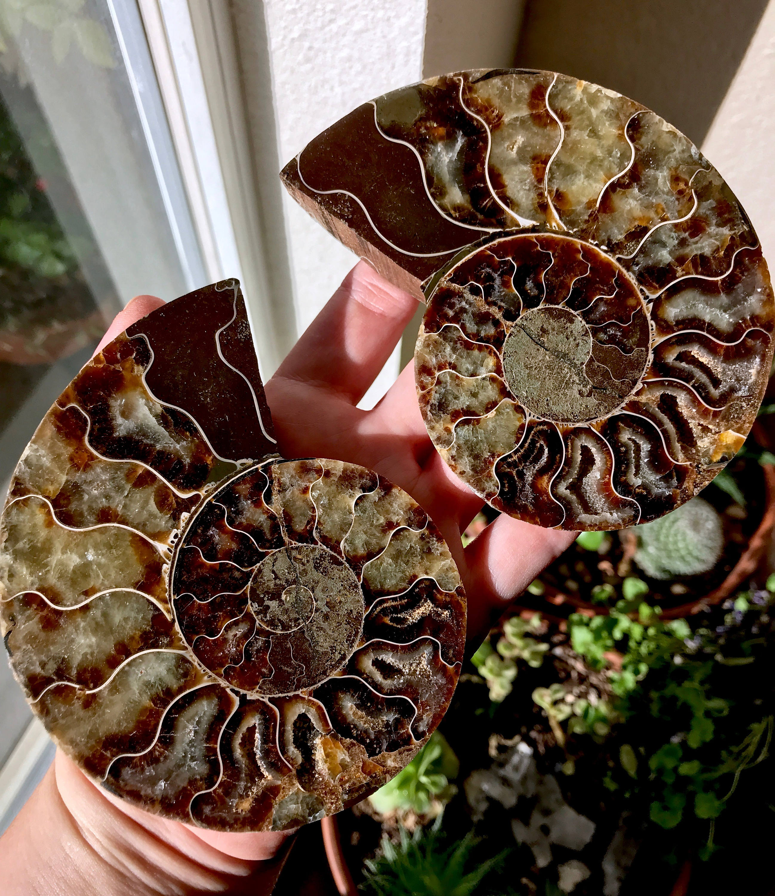 ammonite shell ammonite shell