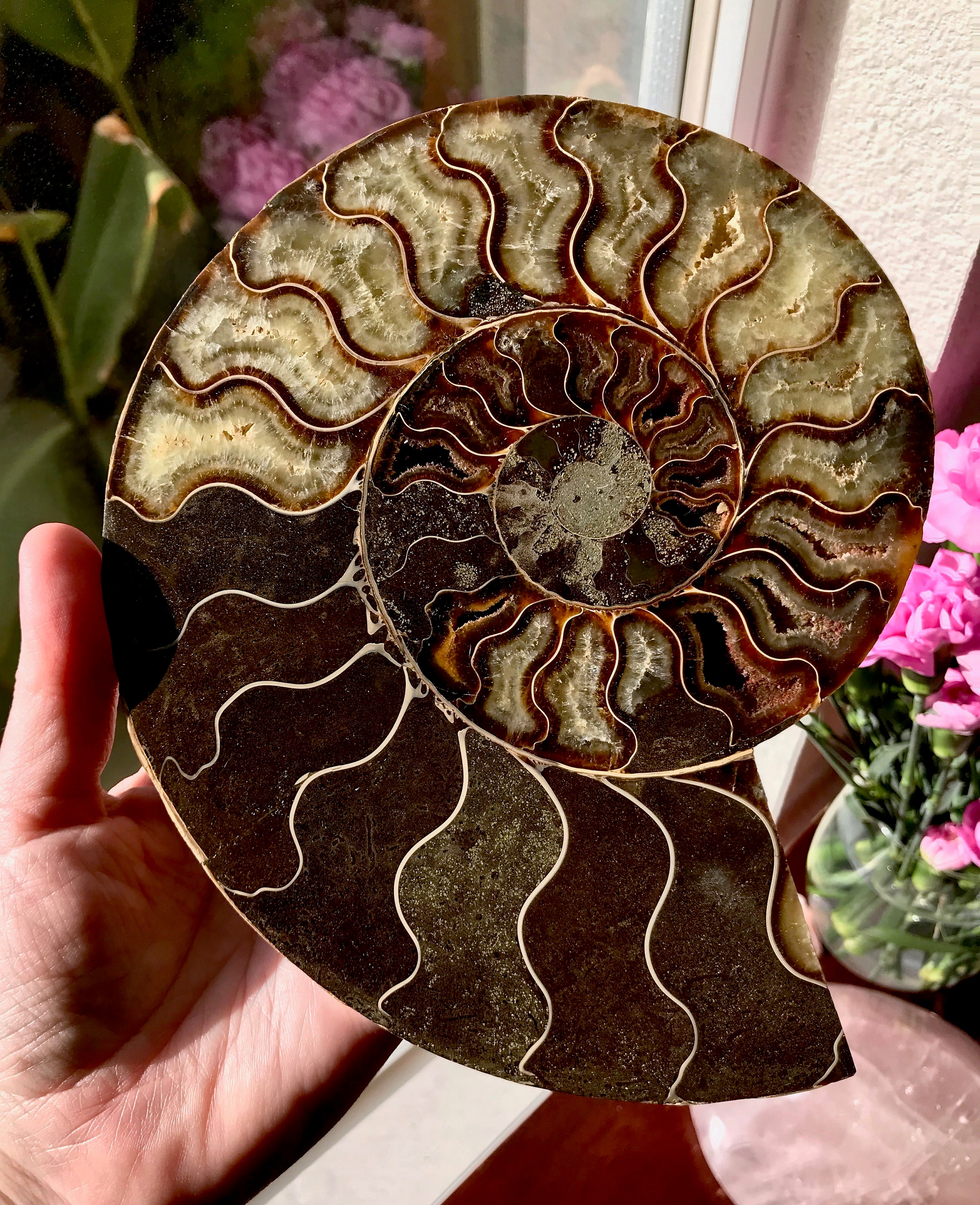 ammonite metaphysical properties ammonite metaphysical properties