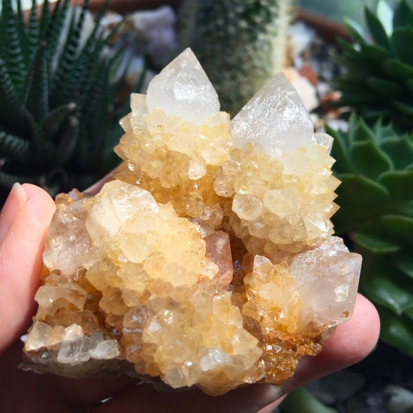 Gorgeous Citrine Spirit Quartz Cluster from South Africa | Cactus Quartz | Joyful Energy | Abundance Manifestation |Third Chakra | A20-V