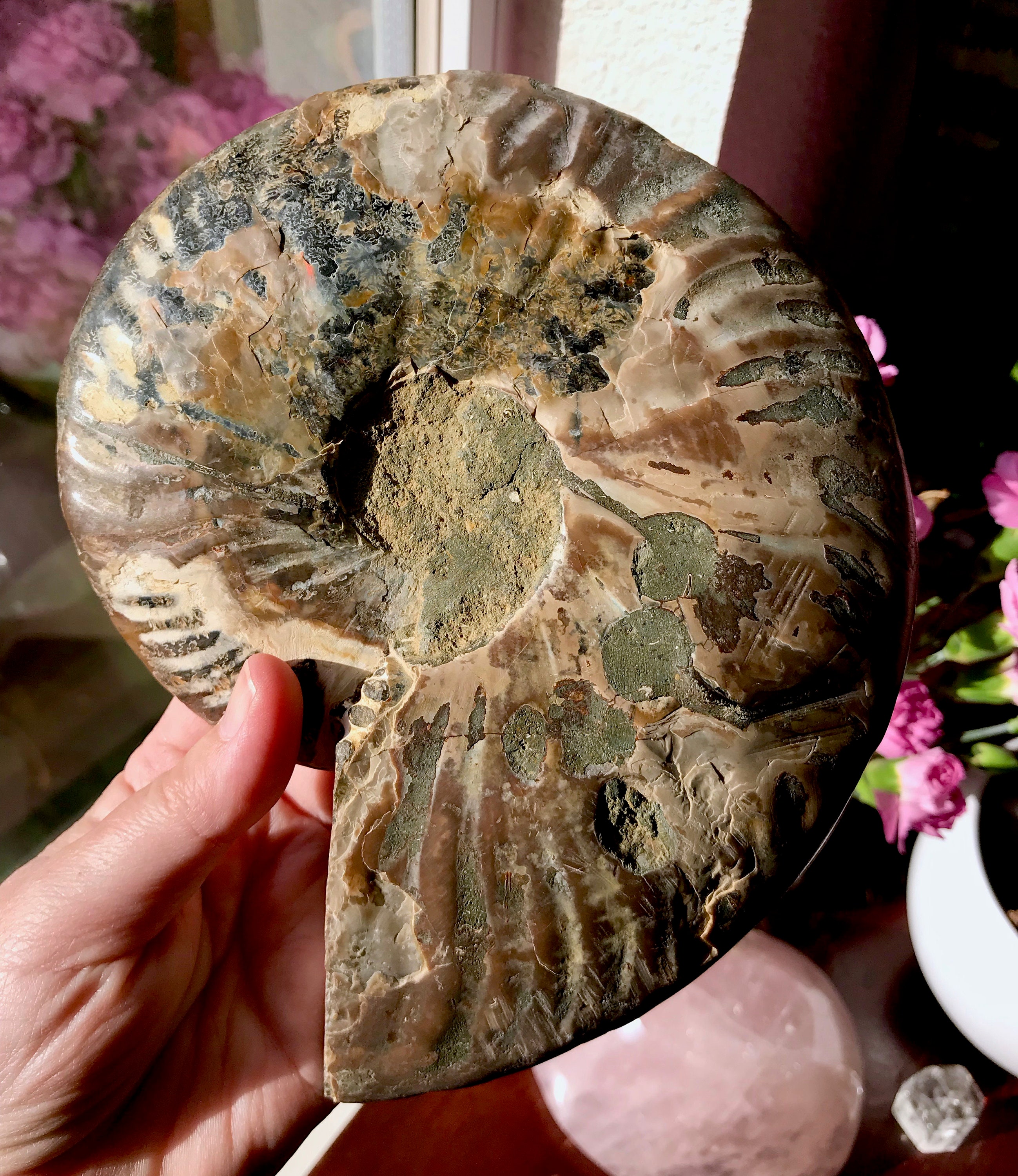 ammonite properties ammonite properties