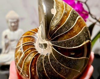 Exceptionally Rare XL Nautilus Fossil from Madagascar | A Grade | Ancient Energy & Wisdom | Polished Nautilus | Pyrite | Divine Feminine