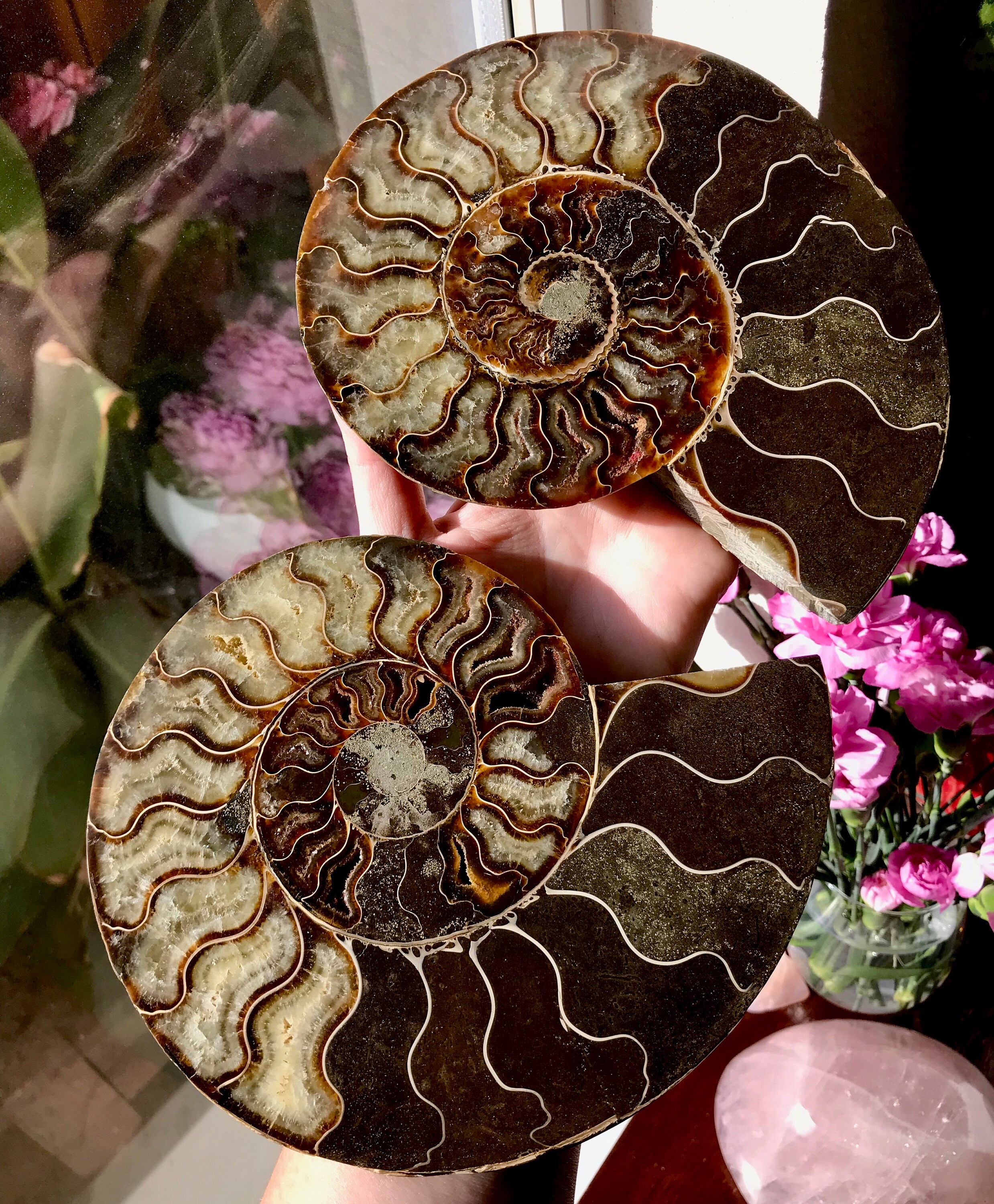 opalized ammonite fossil opalized ammonite fossil