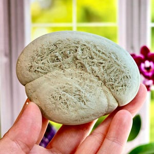 May include: A light green, oval-shaped stone with a textured surface, held in a hand. The stone has a unique, organic appearance with intricate patterns. The background includes a window and a glimpse of a purple flower, suggesting a natural setting.
