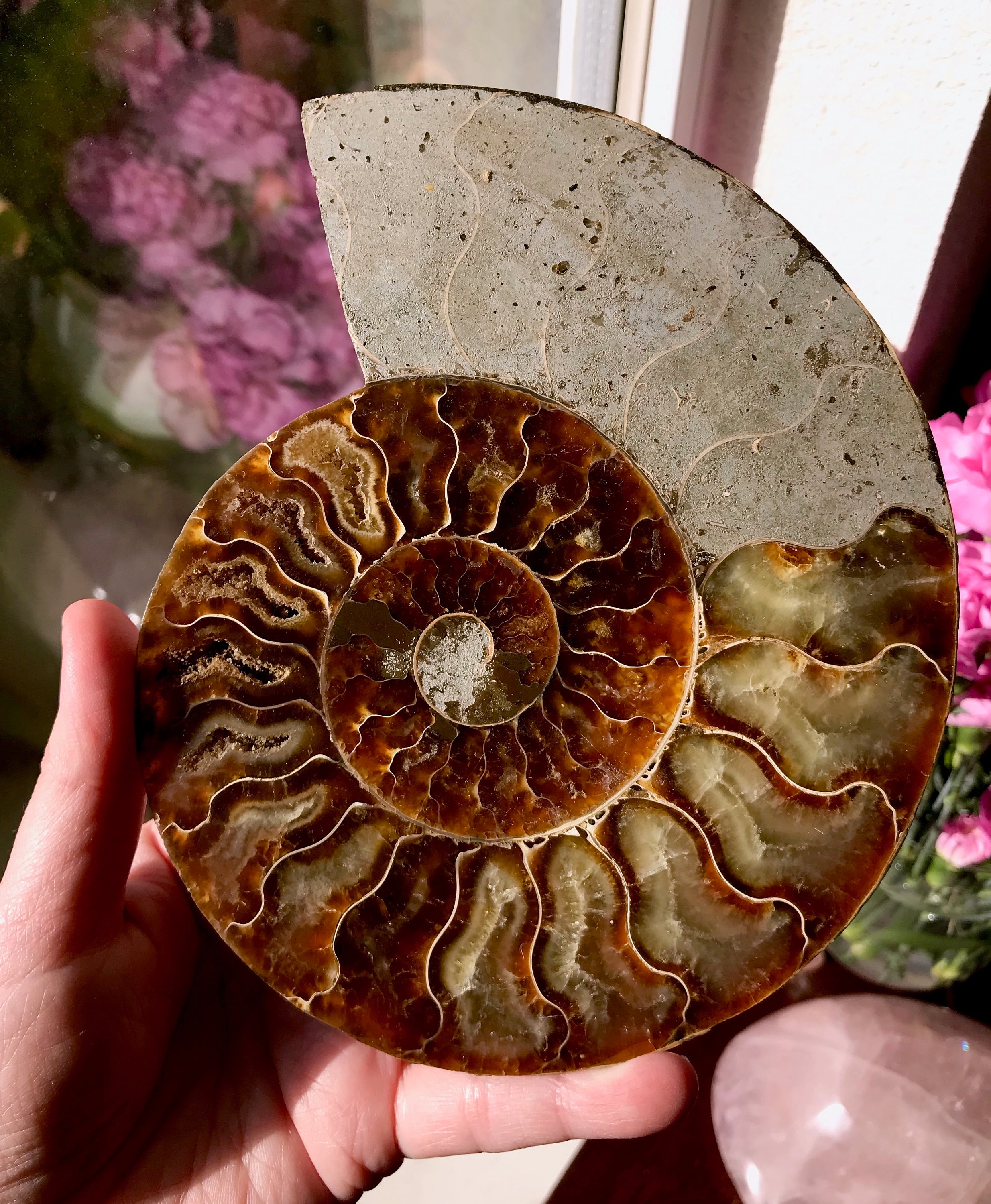 ammonite properties ammonite properties