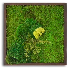 May include: A square wall art piece featuring a dark brown wooden frame filled with preserved green moss. The composition includes various textures of deep forest green moss, a patch of bright lime green lichen, and delicate fern fronds.