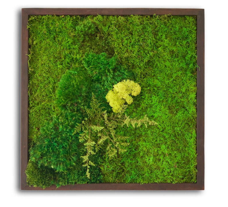 18x18 Moss Wall Art with no sticks. Real preserved Etsy