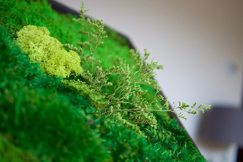 May include: A wall art piece featuring a dense arrangement of preserved green moss in varying shades, including deep forest green and bright lime green, accented with a delicate, light green sprig of dried statice plant extending outward.