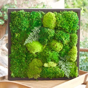 May include: A square wall art piece featuring a dark brown wooden frame filled with a dense arrangement of preserved green moss in various shades and textures, interspersed with small, delicate fern-like foliage throughout the composition.